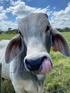 a gray cow sticking its tongue out behind a barbed wire fence on a sunny day