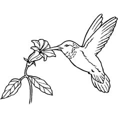 a hummingbird feeding on a flower coloring page