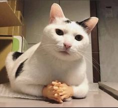 a black and white cat sitting on top of a table next to a toy doll