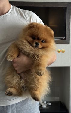 a man holding a small brown dog in his arms