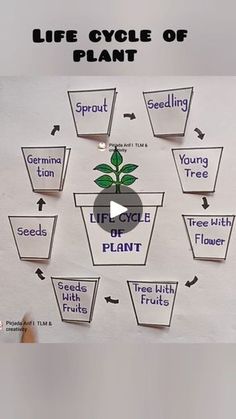 the life cycle of a plant is shown in this graphic above it's description