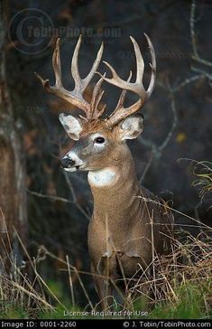 a close up of a deer with antlers on it's head sitting in the grass