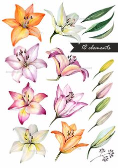 watercolor flowers and leaves are shown in different colors, including pinks, oranges,