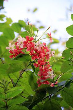 red flowers are blooming on the branches of green leaves and trees in the background