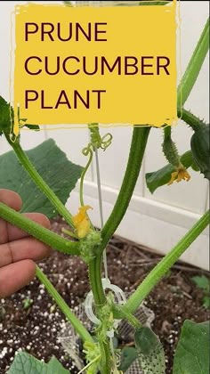 a person holding up a plant with the words prune cucumber plant on it