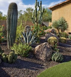 a cactus garden with rocks and cacti