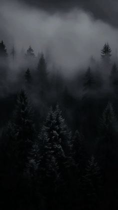 black and white photograph of trees in the foggy forest with dark clouds above them