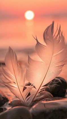 a white feather sitting on top of rocks near the ocean