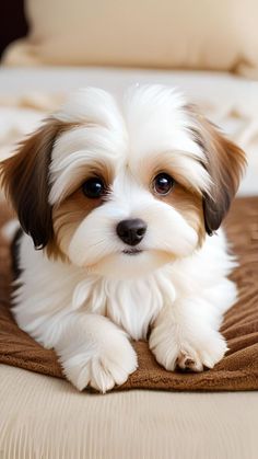 a small white and brown dog laying on top of a bed