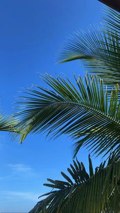 beach Beach Pinterest, Flat Design Poster, Coconut Aesthetic, Life In Paradise, Coconuts Beach, Coconut Bowls, Water Aesthetic, Iphone Background Wallpaper, Beach Aesthetic