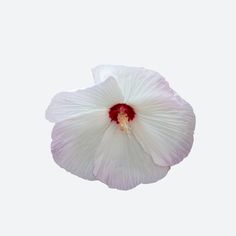 a large white flower with red stamen on it's center and two petals