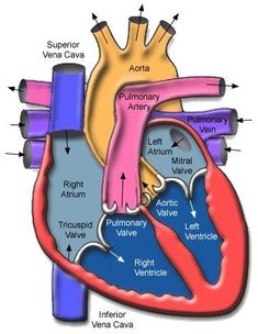 an image of the human heart with labels on it, labeled in spanish and english