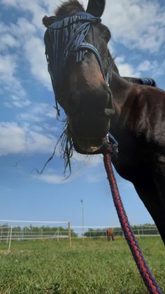 a brown horse with a bridle on it's head