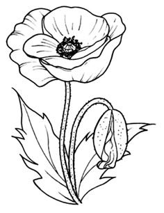 a drawing of a flower with leaves