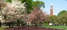 the clock tower is in the distance behind some trees and bushes with purple flowers on them