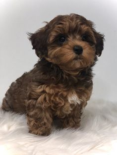 a brown and black puppy sitting on top of a white fur covered floor next to a wall