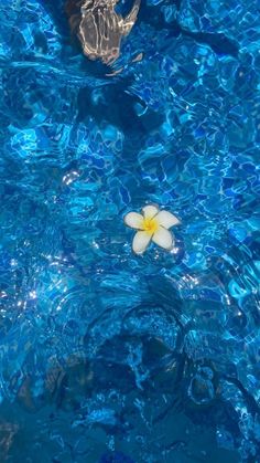 a white flower floating on top of a blue pool next to a person in the water