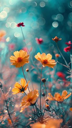 yellow and red flowers are in the foreground with blurry boket behind them