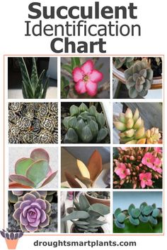 succulent identification chart with pictures of different types of plants and flowers in them