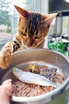 a cat is looking at fish in a pan