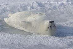 a polar bear laying in the snow on top of it's back and head