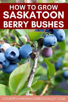 blueberries growing on a tree with text overlay how to grow saskatoon berry bushes