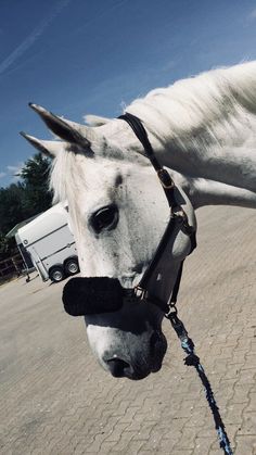 a white horse with a black bridle on it's head standing in the street