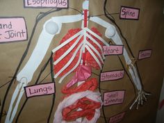 an image of a human body made out of tissue paper and other medical related items