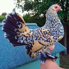 a large chicken standing on top of a person's hand