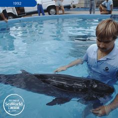 a boy is petting a dolphin in the water