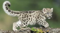 a baby snow leopard walking across a tree branch