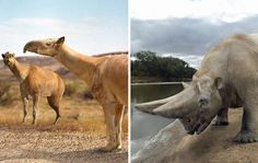 two pictures of different animals in the wild