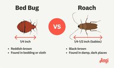 Bed bug versus roach illustrated, with bed bugs being a reddish brown color, and roaches are dark brown Bed Bug, Hiding Spots, Bed Bugs, Dark Places, Reddish Brown, Bugs, Insects, Black And Brown