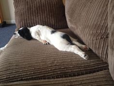 a black and white dog laying on top of a couch