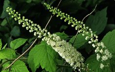 3 Powerful Indigenous Herbs From North America - Rural Connecticut, Liver Cleanser, Female Hormone, Yin Energy, Interesting Plants, Panax Ginseng, Sacred Science, Yang Energy