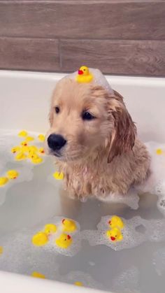 a dog is sitting in the bathtub with rubber ducks