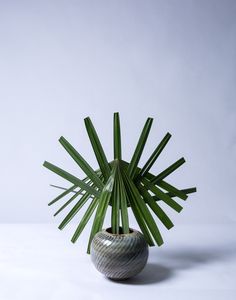 a green plant in a vase on a white surface with no one around it,