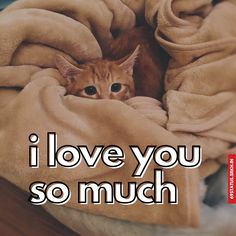 an orange cat peeking out from under a blanket that says i love you so much