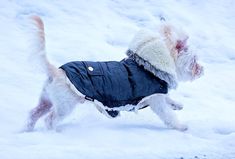 a small white dog wearing a coat in the snow