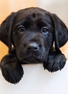 a black puppy is looking over the edge of a white board with his paws on it