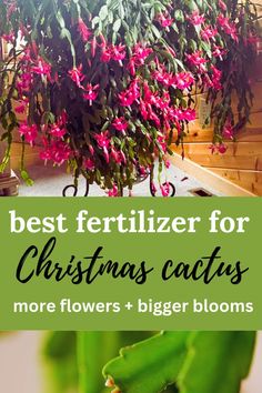 christmas cactus that has been fertilized Cactus Bloom, Thanksgiving Cactus, Holiday Cactus, Easy House Plants, Garden Remedies