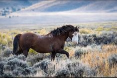 a brown horse running through a field with mountains in the background