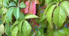 some leaves and berries are growing on the tree