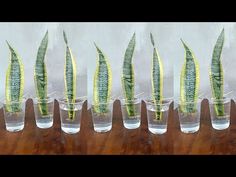 four glass vases with plants in them on a wooden table next to each other