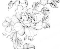 a pencil drawing of flowers and leaves