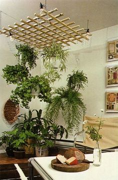 a living room filled with lots of potted plants and hanging planters on the wall