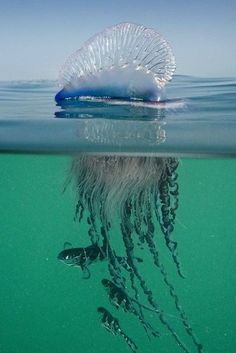 a jellyfish swimming in the ocean with its head above water