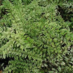 a plant with green leaves and brown stems