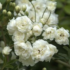 white flowers are blooming in the garden