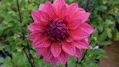 a pink flower with water droplets on it's petals in front of some green plants